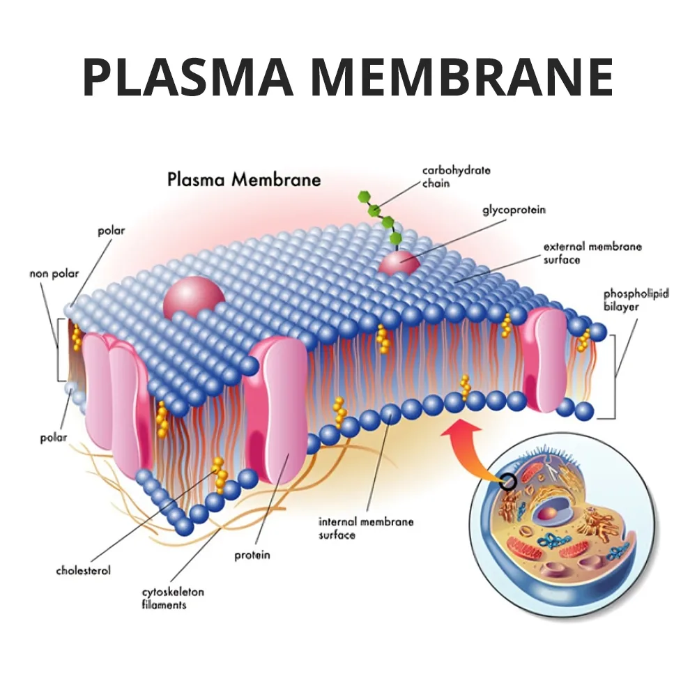 A Simcell with a Water Permeable Membrane